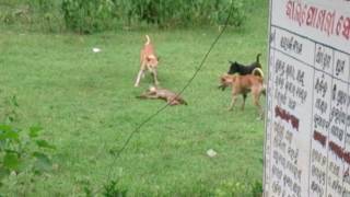 Fox attacked by dogs [upl. by Endo]