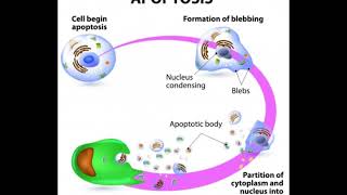 What is the Role of Caspase 3 in Apoptosis [upl. by Reckford]