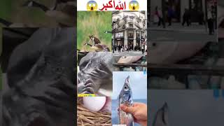 Makkah madina Allah allah viralshort shortsfeed shortvideo makkahmadina [upl. by Morty]