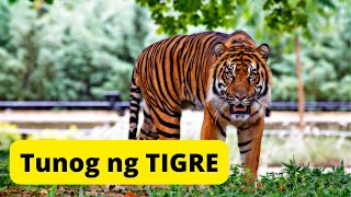 Tunog ng TIGRE  Sound of TIGER [upl. by Rodge687]