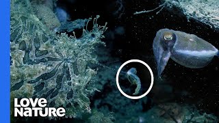 Deep Sea Anglerfish Wiggles Its Lure to Tempt Prey [upl. by Terrej]