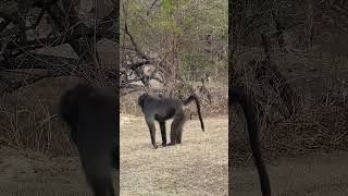 The Chacma Baboon [upl. by Aliac]