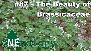 NEcology 87  The Beauty of Brassicaceae [upl. by Harad]