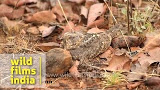 Jungle Nightjar Caprimulgus indicus roosting by day [upl. by Franz393]