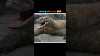 Amazing yawning of different animals facts fact amazingfacts dailyfacts shotts [upl. by Manbahs]