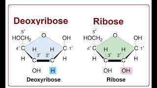 Ribose vs Deoxyribose Key Differences  2024 [upl. by Jegar972]