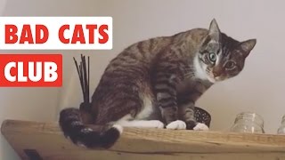 Bad Cats Club  Funny Cat Video Compilation 2020 [upl. by Ainelec]