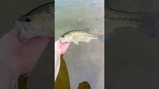 Abondoned Quarry Loaded With Lunkers🛤️pikefishing largemouthbass northernpike fishinglife bass [upl. by Ahcas]