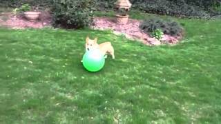 Corgi herding a ball [upl. by Sim]