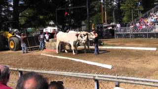 Ox Pull 2013 Deerfield Fair Oxen NH Pulling Video 7 [upl. by Arbuckle]