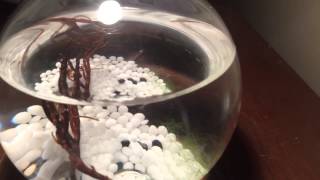 Ecosphere fully enclosed self sustaining ecosystem aquarium glass ball [upl. by Lemal157]