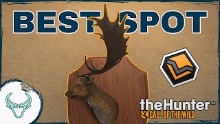 THE BEST SPOT IN HIRSCHFELDEN How to Find a DIAMOND Fallow Deer theHunter Call of the Wild [upl. by Ioyal729]