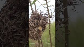 Nets amp Babies Golden Bird birdeggs birdslover nestegg birdnest nature birdnestandegg wildlif [upl. by Pamela]