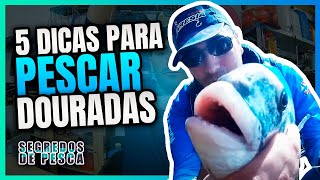 Pesca a Dourada 5 Dicas para pescares mais Douradas [upl. by Vere239]