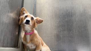 Watch How This Terrified Chihuahua Corgi Mix CLINGS to the Shelter Wall as She Tries to Disappear [upl. by Padget]