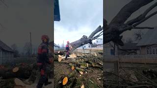 Husqvarna 572XP vs huge maple tree removal cainsaw [upl. by Adieno751]