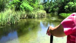 airboat ride up Juniper Springs Creek 1 [upl. by Kelcey735]