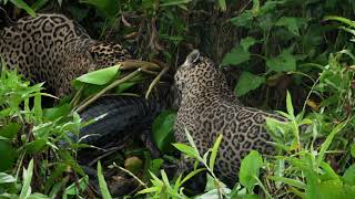 Jaguars have some Caiman Carry out [upl. by Warder]