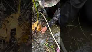 Amazing big soile fish cathing video ytshorts [upl. by Halyahs674]