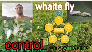 how to control whaite fly in crop सफेद मक्खी नियंत्रण कैसे करें farming agricultural insects [upl. by Mussman]