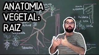 Organologia da Raiz Anatomia  Aula 15 Botânica Prof Guilherme [upl. by Ecerehs]