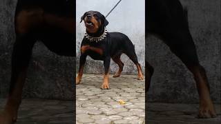 Doberman vs rottweiler [upl. by Augustina]