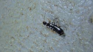 Unknown Earwig crawling HD [upl. by Odlanor]