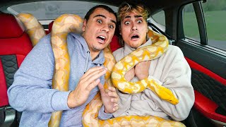 We CAUGHT A Giant Snake Living In My Car [upl. by Yraillih]