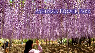 ASHIKAGA FLOWER PARK 2021 Episode1 quotOFuji wisterias are in full bloomquot 4K あしかがフラワーパーク 藤 [upl. by Aray842]