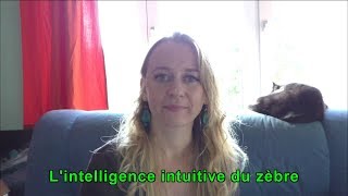 Lintelligence intuitive du zèbre [upl. by Sirroned]