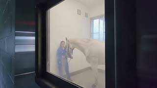 Dry Salt Therapy for Horses at the UF Veterinary Hospital at World Equestrian CenterOcala [upl. by Refinnej]