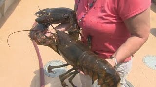 22 lb lobster freed from Groton restaurant [upl. by Azile408]