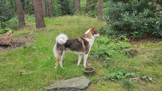 Squirrel scent in their noses westsiberianlaika [upl. by Anirhtak]