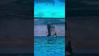 Dolfin show dubaicreekparkdubai dubaimall love dubaidistrict bollywoodparksdubai [upl. by Yauq]