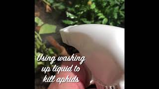 Using washing up liquid to kill aphids [upl. by Htims141]