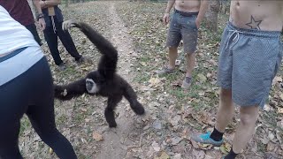 Gibbon Stealing Our Bananas Susa Waterfall Mae Hong Son Thailand [upl. by Notsruht]