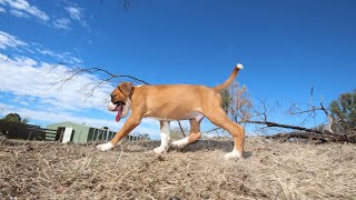 Boxer Flyball Racing for the Ball [upl. by Atika]