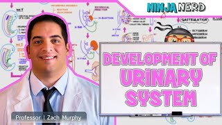 Embryology  Development of the Urinary System [upl. by Adyht]