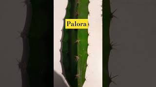 Hylocereus megalanthus Palora Pitahaya Ecuador Agronomía [upl. by Daphna]