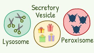 Lysosomes Peroxisomes amp Secretory Vesicles  Brothors from Same Mother [upl. by Dare]