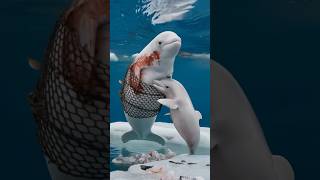 Touching video Baby dolphin seeks sailors help to rescue injured mother trapped in netdolphins [upl. by Vidal]