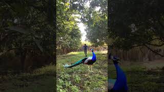 Beautiful peacock in forest vfx mor vfx ytshorts nature wildlife animals [upl. by Rayham]