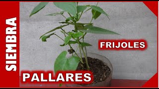 COMO SEMBRAR Y CULTIVAR PLANTAS DE FRIJOL PALLAR  PALLARES  EN MACETAS [upl. by Jacey180]