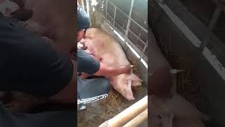 ugaliin po natin mga kabakyard mag injick ng antibiotic sa mama pig pagkatapos manganak👍🐷🥰 [upl. by Anovad]