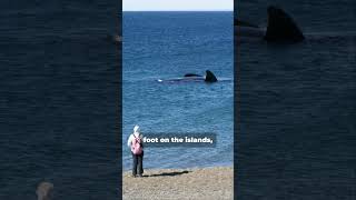 Farallon Islands Shark Watching Adventure Near San Francisco [upl. by Lletnom]