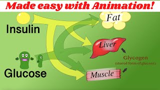 Insulin glucagon amp glycogen regulation Made simple with animation [upl. by Vera]