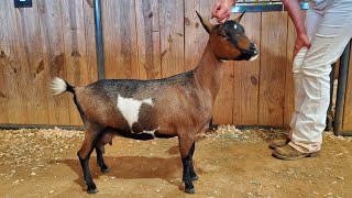 How I Choose Breeding Pairs  Breeding For Improvement [upl. by Annahtur]