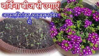 Verbena Flower Seeds How To Grow  Verbena Seeds Germination [upl. by Aimej]