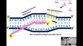 Gene Expression Unit Transcription [upl. by Ahseikal773]