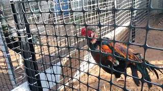 vip cage running chicken line [upl. by Marris]